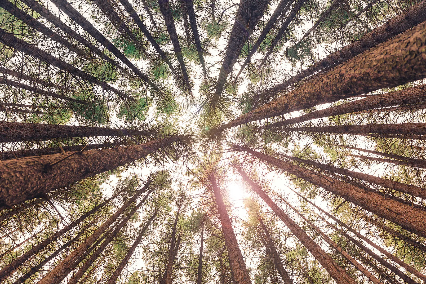 Bäume im Wald als Lieferant für Terrassendächer und Rollläden aus Holz